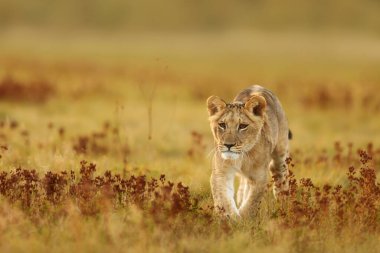 Lioness, Panthera leo, portrait  at daytime 