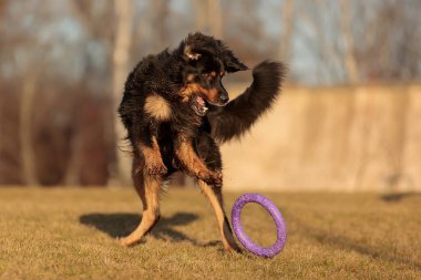 dog hovawart gold and black playing