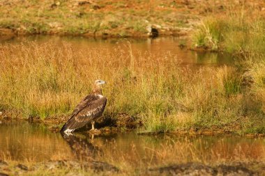 vahşi doğada kartal