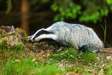 old European badger in wild