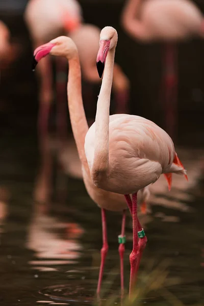 American Flamingo Phoenicopterus Ruber Red Detail Flock — стокове фото