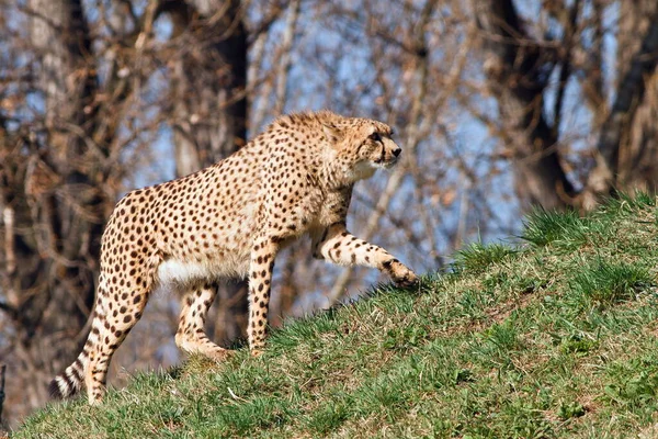 Adult Cheetah Acinonyx Jubatus Wild — Foto de Stock
