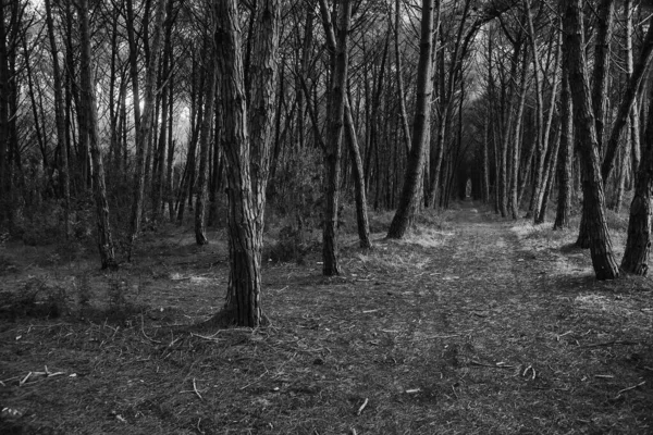 Ormanda sonbaharda büyüyen ağaçlar