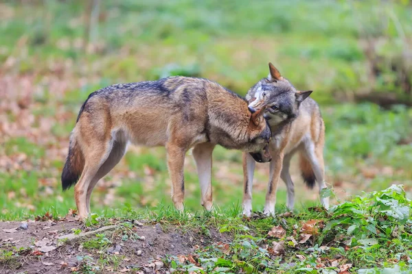 Male Eurasian Wolf Canis Lupus Lupus — ストック写真