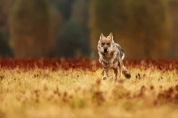 Loup Eurasien Canis Lupus Lupus — Photo