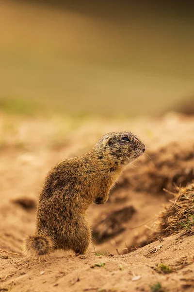 Küçük memeli, Avrupa yer sincabı (Spermophilus citellus) 