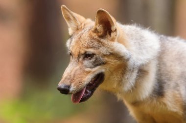 Avrasya kurt (Canis lupus lupus) 