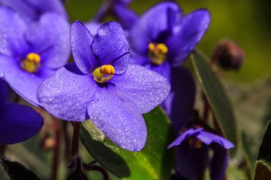 Closeup of  flowers on blurred background 