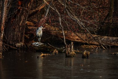 Ormandaki leyleğin güzel bir görüntüsü.