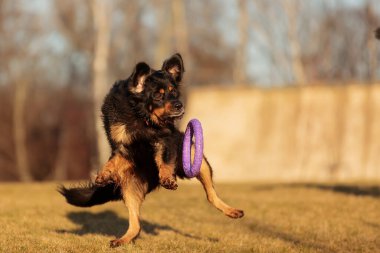 dog hovawart gold and black playing