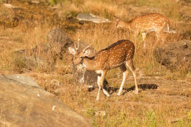 Sri Lanka, National Park Yala, axis deer (Axis axis ceylonensis) or Ceylon spotted deer
