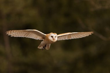 bird, fauna, owl, close up