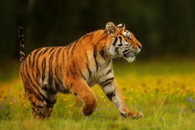 animal,  tiger in wild nature 