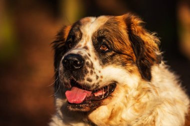 Moscow watchdog nice portrait