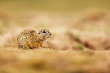 Küçük memeli, Avrupa yer sincabı (Spermophilus citellus) 