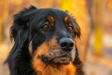 Köpek Hovawart altın ve siyah 