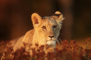 Lioness, Panthera leo, portrait  at daytime 