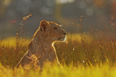 Lioness, Panthera leo, portrait  at daytime 