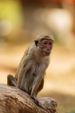 macaque (Macaca) in Sri Lanka