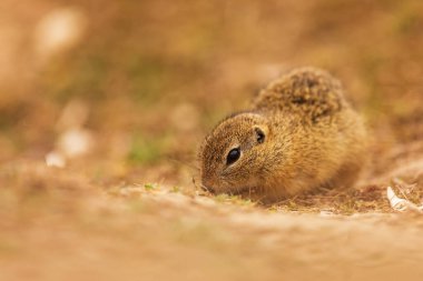 Küçük memeli, Avrupa yer sincabı (Spermophilus citellus) 