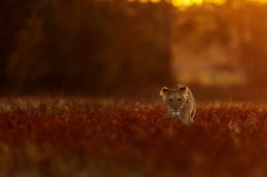 Lioness, Panthera leo, portrait  at daytime 