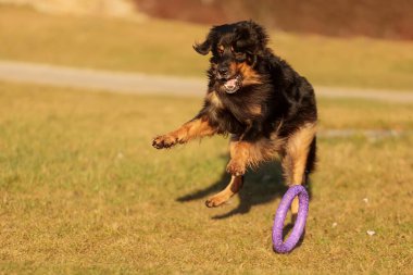 dog hovawart gold and black playing