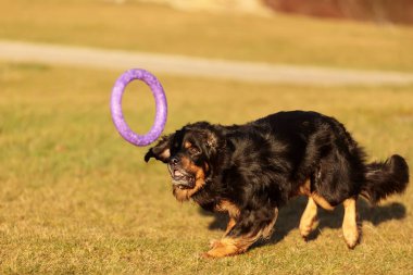 dog hovawart gold and black playing