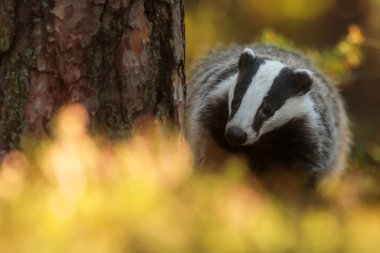 old European badger in wild