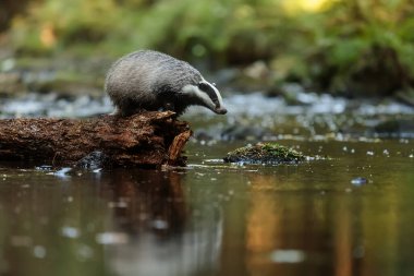 old European badger in wild