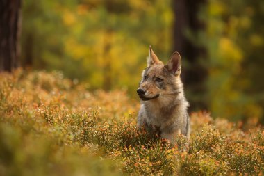 Avrasya kurt (Canis lupus lupus) 