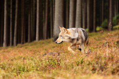 Avrasya kurt (Canis lupus lupus) 