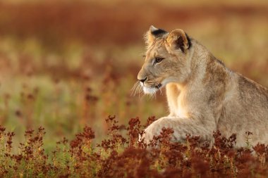 Lioness, Panthera leo, portrait  at daytime 