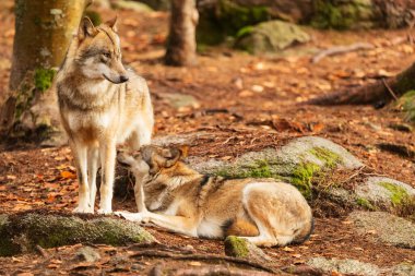 Eurasian wolves (Canis lupus lupus) 