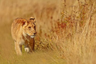 Lioness, Panthera leo, portrait  at daytime 