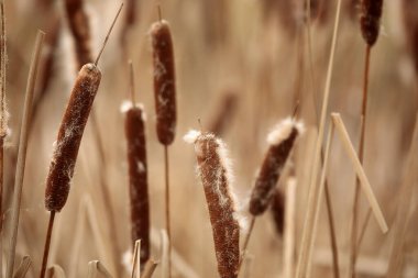 old rest reeds in the winter time
