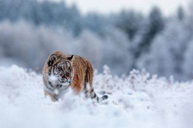 animal,  tiger in wild nature 