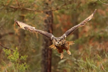 Kuş, hayvan, baykuş, yaklaşın.