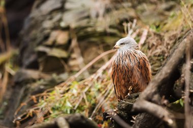 falcon in wild life, animal