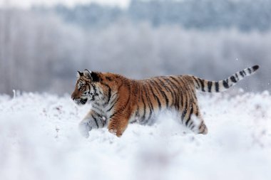 animal,  tiger in wild nature 