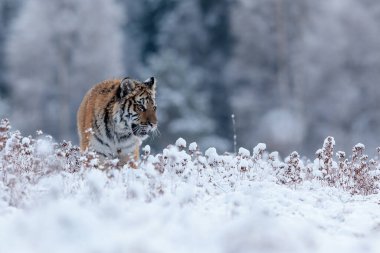 animal,  tiger in wild nature 