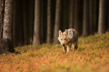 Avrasya kurt (Canis lupus lupus) 