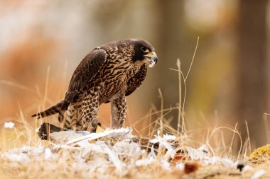 falcon in wild life, animal