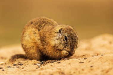 Küçük memeli, Avrupa yer sincabı (Spermophilus citellus) 