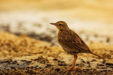 Closeup of small bird at daytime 