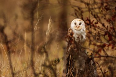 Kuş, hayvan, baykuş, yaklaşın.