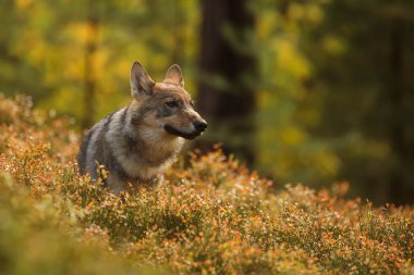 Avrasya kurt (Canis lupus lupus) 