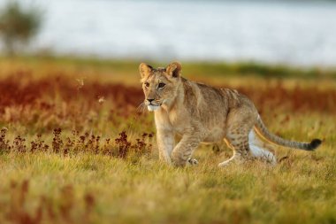 Lioness, Panthera leo, portrait  at daytime 