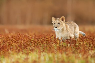 Lioness, Panthera leo, portrait  at daytime 