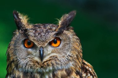 Kuş, hayvan, baykuş, yaklaşın.