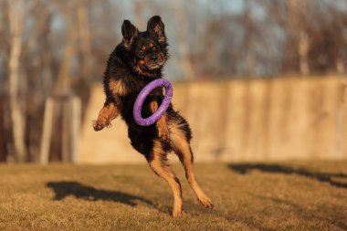 dog hovawart gold and black playing